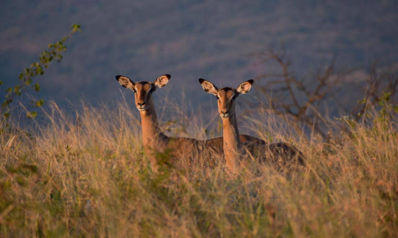 African Spirit Game Lodge Mkuze Buitenkant foto