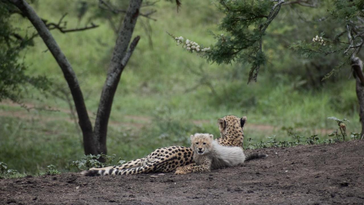 African Spirit Game Lodge Mkuze Buitenkant foto